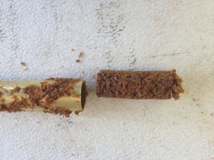The plug of sawdust spawn from a plunger
