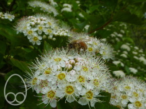 Honeybee feeding on ninebark